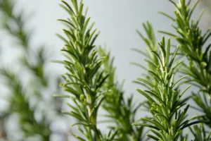 rosemary for hair growth ans scalp health