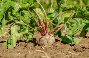 beetroot benefits for skin 