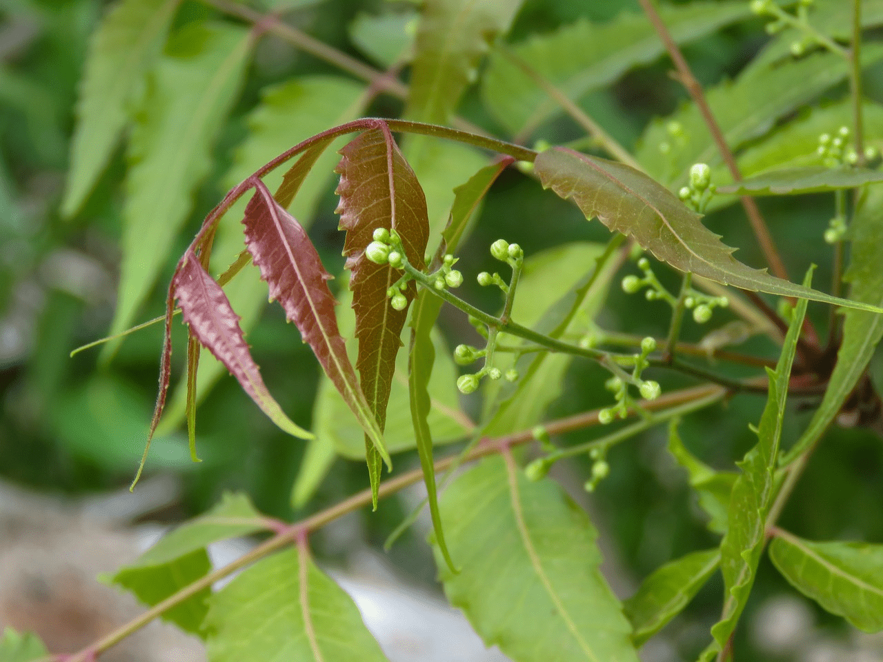 benefits of eating neem leaves